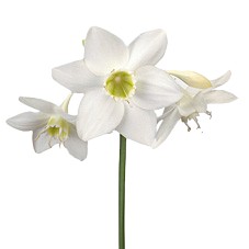 Eucharis Lily (Amazon Lilies)