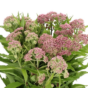 Eupatorium