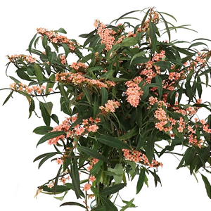 Euphorbia Fulgens