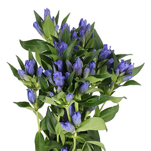 Gentiana