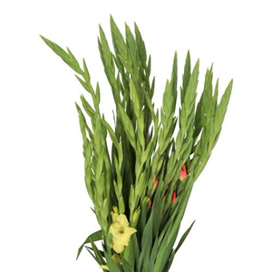Gladioli