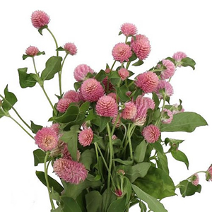 Gomphrena (Strawberry Fields)