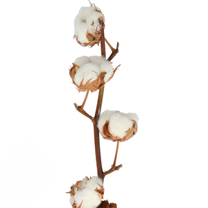 Gossypium (Cotton)