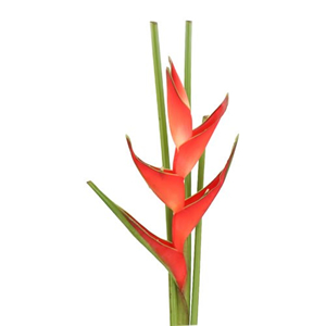 Heliconia