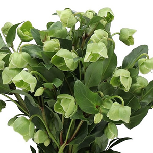 Helleborus (Christmas Rose)