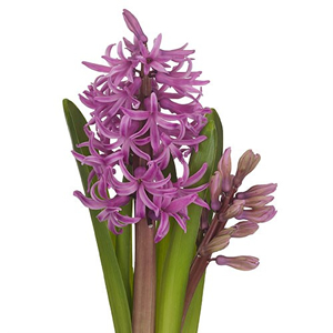 Hyacinths