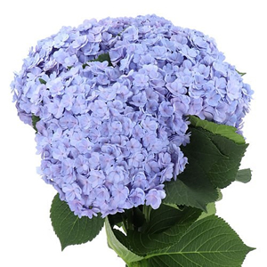 Hydrangea