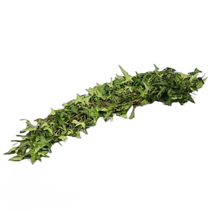 Ivy Trails & Ivy Arborescens