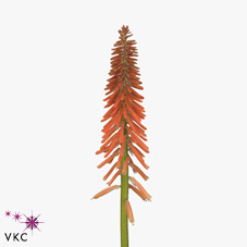 Kniphofia (Red Hot Pokers)