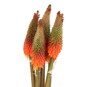 Kniphofia (Red Hot Pokers)