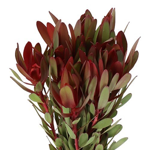 Leucadendron
