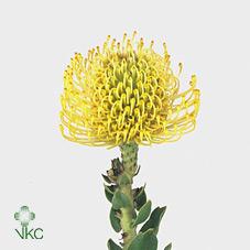 Leucospermum (Pincushion Protea)