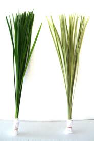Lily Grass & China Grass (T-Grass)