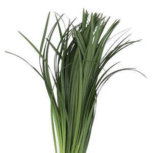 Lily Grass & China Grass (T-Grass)