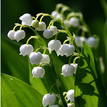 Lily of The Valley (Convallaria)