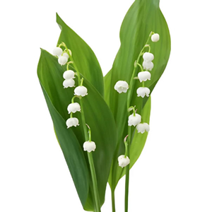 Lily of The Valley (Convallaria)
