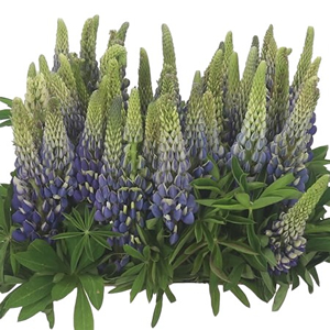 Lupines