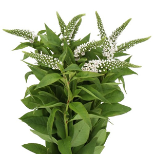 Lysimachia