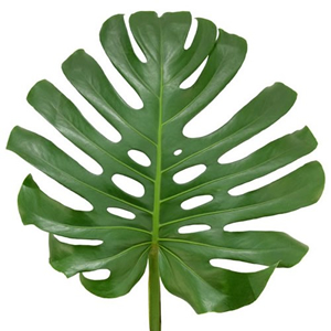 Monstera