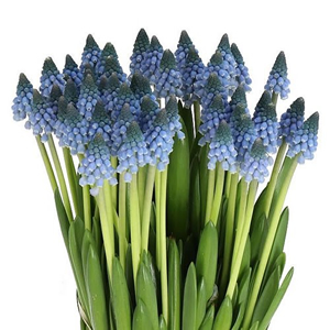 Muscari (Grape Hyacinths)