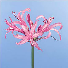 Nerines (Guernsey Lilies)