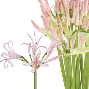 Nerines (Guernsey Lilies)