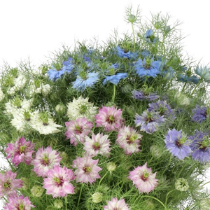 Nigella (Love in the Mist)