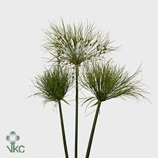 Papyrus (Cyperus)