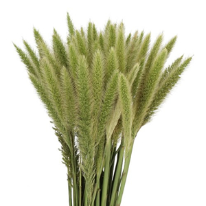 Pennisetum Grass