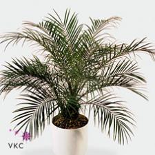Phoenix Roebelenii Palms