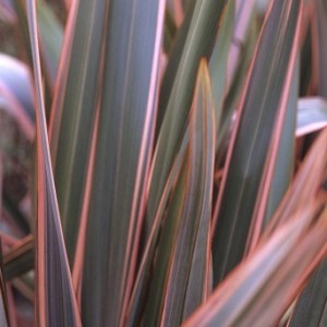 Phornium Tenex (New Zealand Flax)