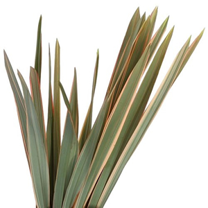 Phornium Tenex (New Zealand Flax)