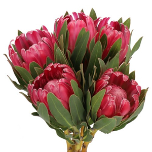 Protea