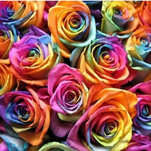 Roses - Dyed