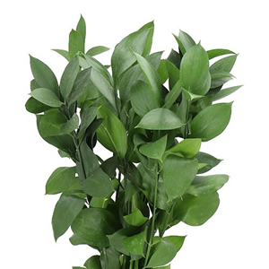 Ruscus Types Wholesale Ruscus & Wedding Flower Guides UK | Triangle Nursery