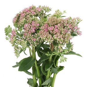Sedums