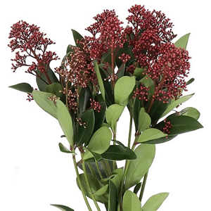 Skimmia