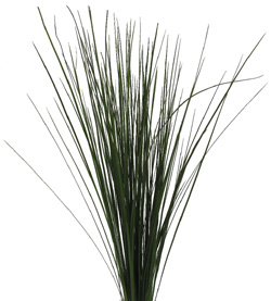 Steelgrass (Xanthorrhoea)
