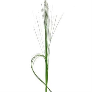 Steelgrass (Xanthorrhoea)