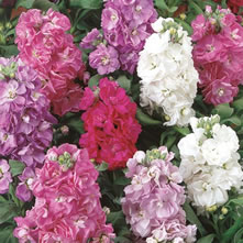 Stocks (Matthiola)