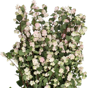 Symphoricarpos (Snowberries)