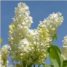 Syringa (Lilac)