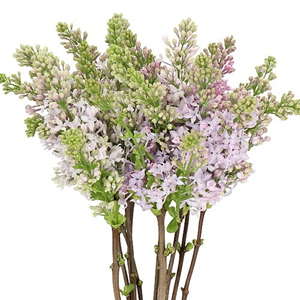 Syringa (Lilac)