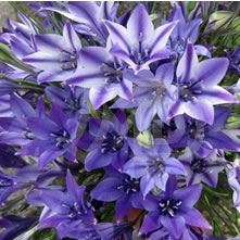 Triteleia (Brodea)