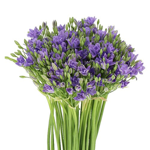 Triteleia (Brodea)