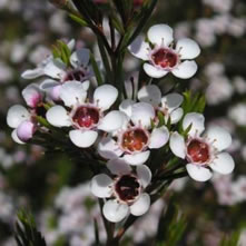 Waxflower (Chamelaucium)