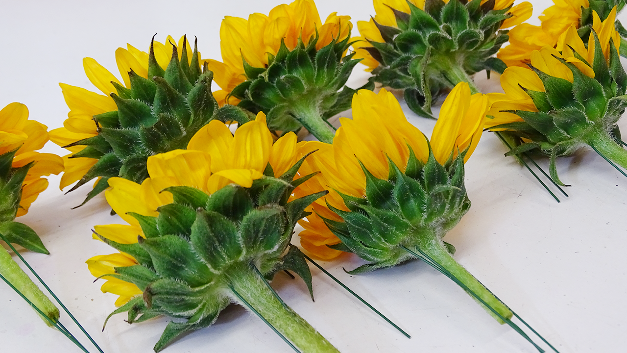 Next, cut down the Sunflowers Sonja and support with green stub wire. Simply, push the wire through the base of the Sunflower head (as shown in the image) until you have an even length of wire either side and loop to the follow the stem down. For extra support, push another wire through the centre of the stem until it reaches the flower bloom.
