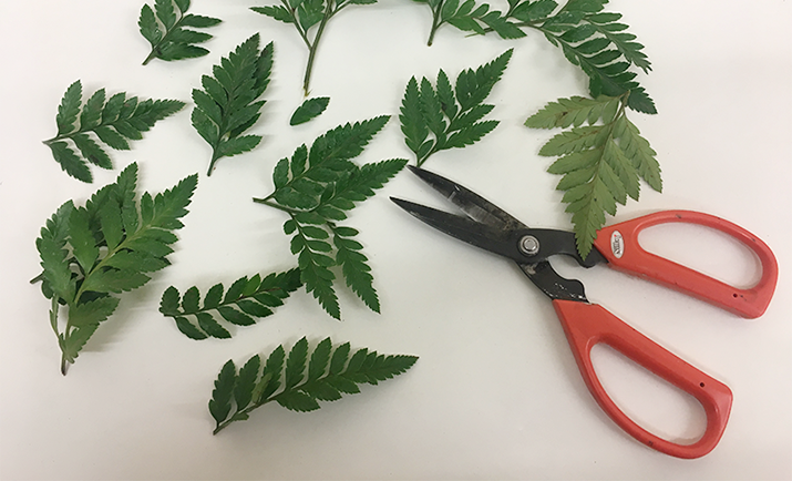 Start by creating the base, by using foliage of choice. Here, we have chosen to base the wreath with Leatherleaf and Hard Ruscus. Start by cutting the leatherleaf into smaller pieces (as shown in the photograph).