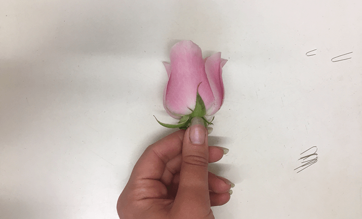 
                                                    Gather your equipment required to start preparing your buttonholes. Here, we are preparing the roses, pinning the sepals back to stop the development of the rose whilst in the buttonhole.
                                                