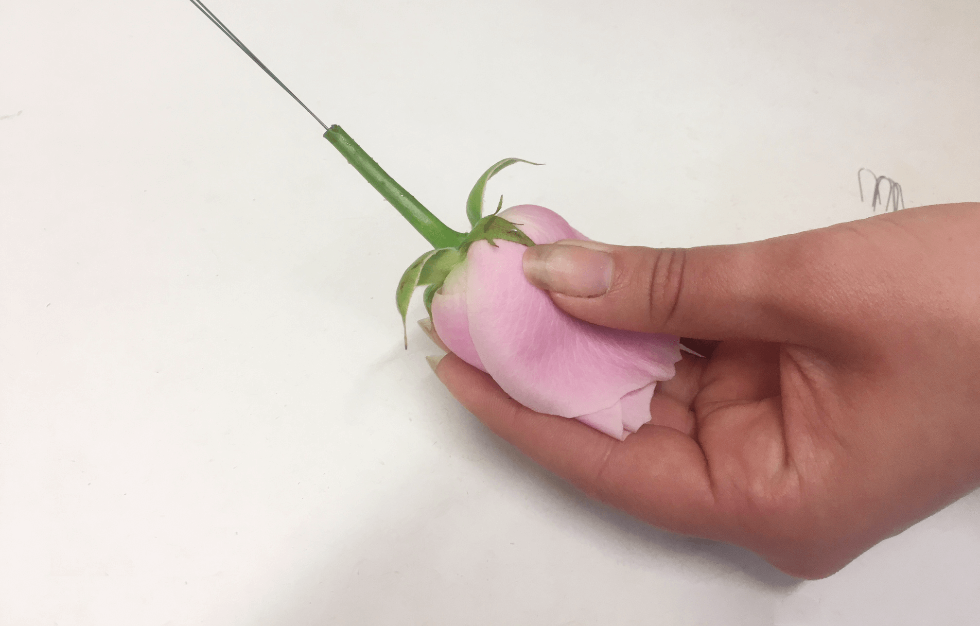 
                                                    Continue to repeat this process for all of the sepals. Using green stub wire, push the wire up and through the stem and into the base of the rose (only a few mm). This will structurally support the rose. 